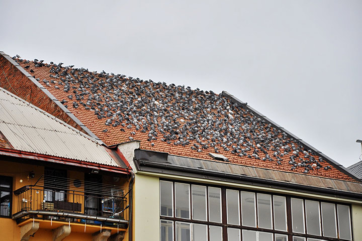 A2B Pest Control are able to install spikes to deter birds from roofs in Tilehurst.