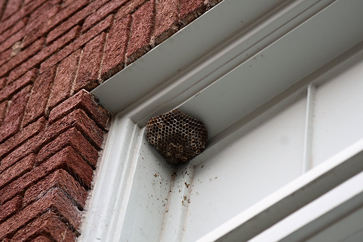 We provide a wasp nest removal service for domestic and commercial properties in Tilehurst.